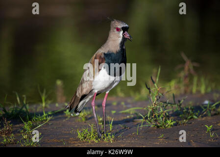 Südliche Kiebitz (Vanellus sp.), Pantanal, Mato Grosso do Sul, Brasilien Stockfoto