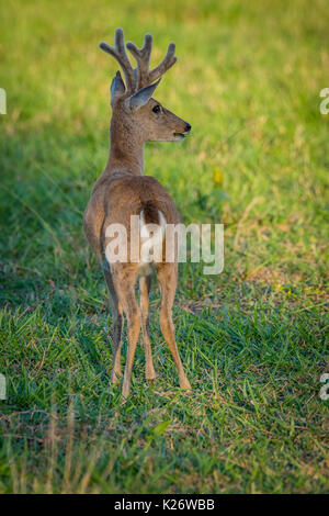 Pampas Ozotoceros bezoarticus (Rotwild), männlich, Pantanal, Mato Grosso do Sul, Brasilien Stockfoto