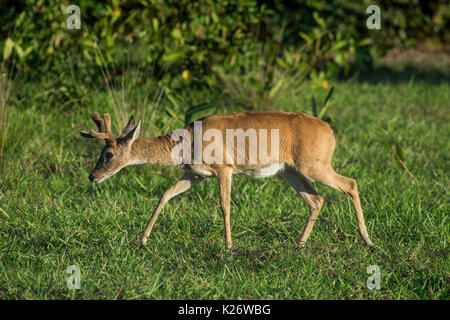 Pampas Ozotoceros bezoarticus (Rotwild), männlich, Pantanal, Mato Grosso do Sul, Brasilien Stockfoto