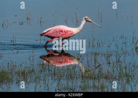 Rosalöffler (Platalea ajaja) Wandern im flachen Wasser, Pantanal, Mato Grosso do Sul, Brasilien Stockfoto