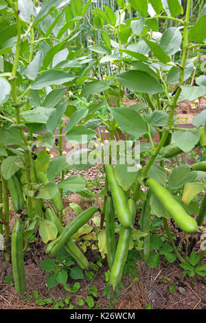 Dicke Bohne (Vicia faba), auch Fava bean, Ackerbohne, Ackerbohne, bell Bean, Deutschland Stockfoto