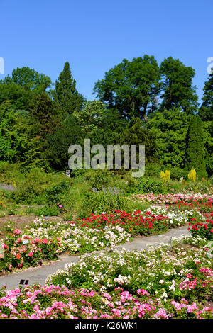 Blühende Rosen im Rosengarten, Untergiesing, München, Oberbayern, Bayern, Deutschland Stockfoto