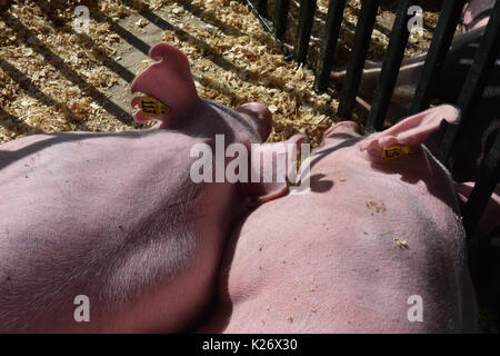 Zwei rosa Schweine snooze am Country Fair Stockfoto