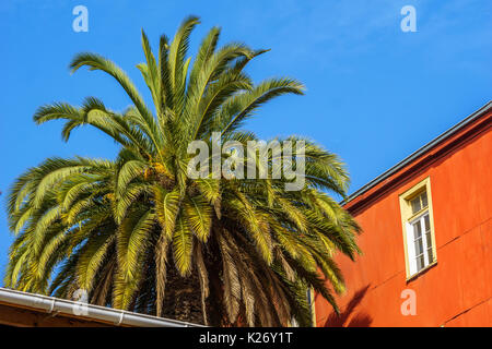 Blick auf bunten kolonialen Haus und plam-in den Straßen von Valparaiso, Chile Stockfoto