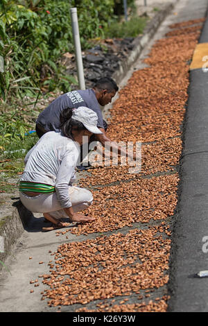Juni 6, 2017 Misahualli, Ecuador: Kakaobohnen sind auf der Straße in der Regel von kleinen Produzenten im Amazonasgebiet getrocknet Stockfoto