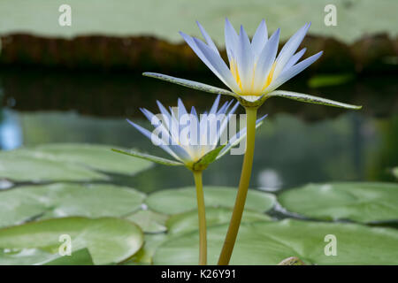 Zwei Nymphaea caerulea Blumen oder Blaue Lotus von Ägypten von Lily Pads in einem Teich wächst umgeben. Sehr geringe Tiefenschärfe konzentriert sich nur auf die wichtigsten Stockfoto