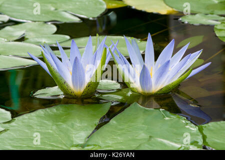 Kleine und neu gegründete Nymphaea caerulea Seerosen. Wie der Blaue Lotus, blau ägyptischer Lotus, blue water lily, blau ägyptische Seerose bekannt, Heilige Stockfoto