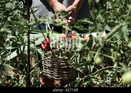 Closeup von einem kaukasischen Jüngling mit einem rustikalen Korb voll mit Gemüse frisch gesammelt in einem Bio-Obstgarten Stockfoto