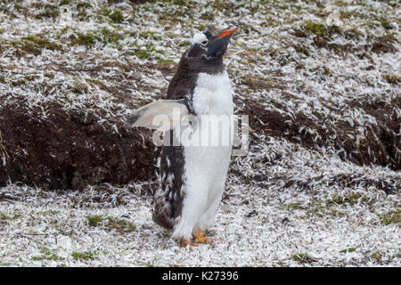 Mauser Gentoo Pinguin Pygoscelis papua Volunteer Point East Island Falkland Inseln (Malvinas) Stockfoto