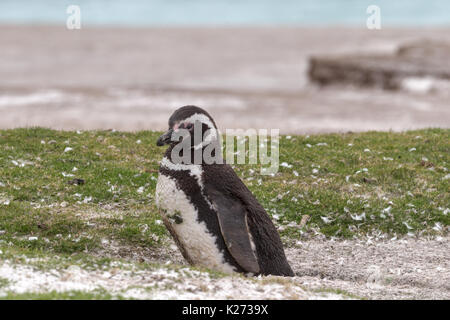 Spheniscus magellanicus Magellanic Penguin von fuchsbau Volunteer Point East Island Falkland Inseln (Malvinas) Stockfoto