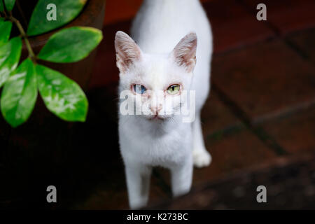 Odd eye weiße Katze im Garten Stockfoto