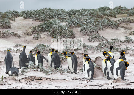 Königspinguin Aptenodytes patagonicus Volunteer Point East Island Falkland Inseln (Malvinas) Stockfoto