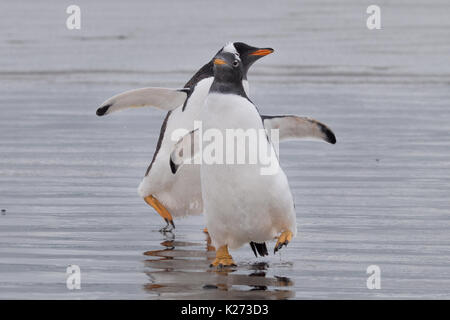 Gentoo Pinguin Pygoscelis papua Volunteer Point East Falkland Inseln (Malvinas) Stockfoto