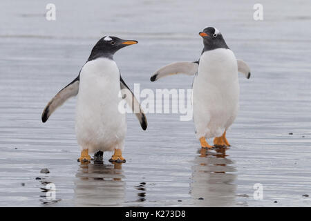 Gentoo Pinguin Pygoscelis papua Volunteer Point East Falkland Inseln (Malvinas) Stockfoto