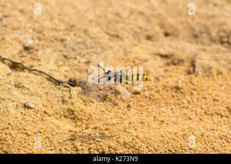 Beewolf Wasp (Philanthus triangulum) im Flug über dem Graben im Sand in Surrey, Großbritannien Stockfoto