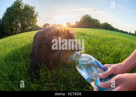 Fütterung einer durstigen Hund etwas Wasser Stockfoto