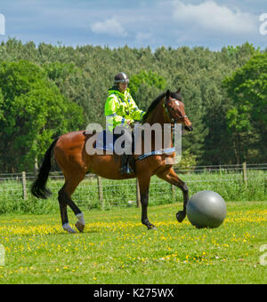 Polizei Frau reiten Bay Horse spielen Spiel von Horse Fußball in der ländlichen Gegend in der Nähe von Metal in Northumberland, England Stockfoto