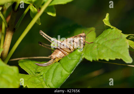 Dunkle Bush - Kricket - Pholidoptera griseoaptera Weiblichen auf Blatt Stockfoto