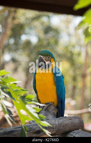 Papagei in den Zoo in Thailand, Chiang Mai, an der Menschen auf der Suche, manchmal fragt nach Essen. Stockfoto