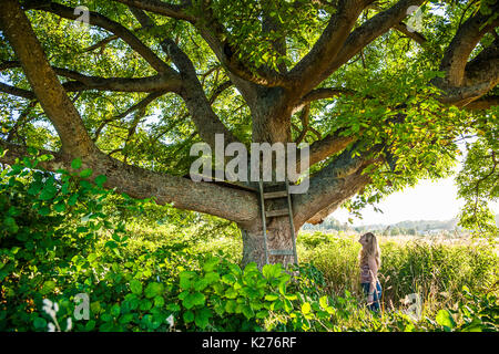 Eine Frau, die unter einem großen Baum mit einer Leiter gegen seine Stamm gelehnt, als würde sie über bis in den Baum zu klettern. Stockfoto