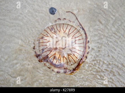 Kompass Quallen gewaschen bis zum Strand Stockfoto