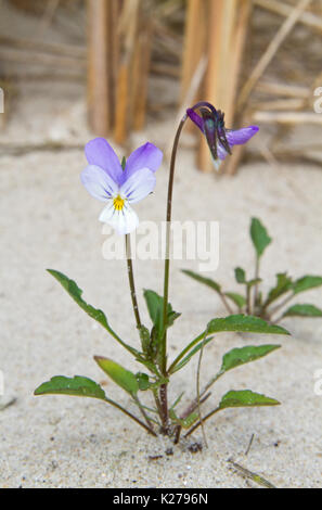 Wildes Stiefmütterchen, Viola tricolor, wachsen in den Dünen. Im Hintergrund Marram Gras Stockfoto