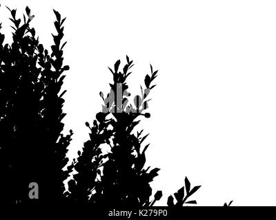 3D-Rendering für eine Silhouette Baum auf weißem Hintergrund Stockfoto