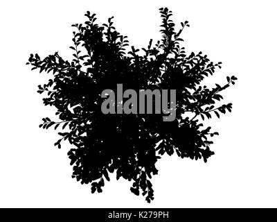 3D-Rendering für eine Silhouette Baum auf weißem Hintergrund Stockfoto