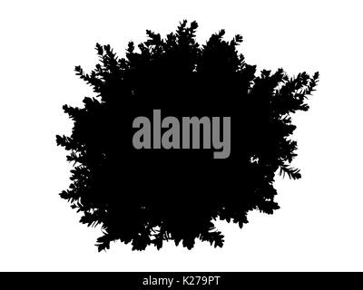 3D-Rendering für eine Silhouette Baum auf weißem Hintergrund Stockfoto