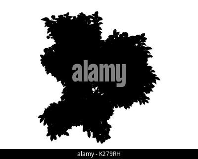 3D-Rendering für eine Silhouette Baum auf weißem Hintergrund Stockfoto