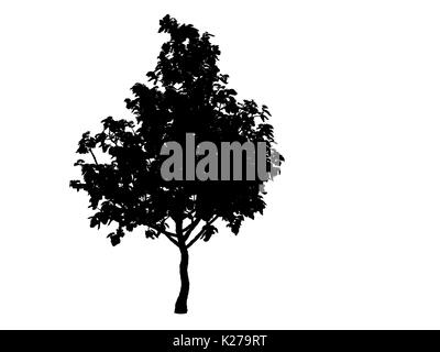 3D-Rendering für eine Silhouette Baum auf weißem Hintergrund Stockfoto
