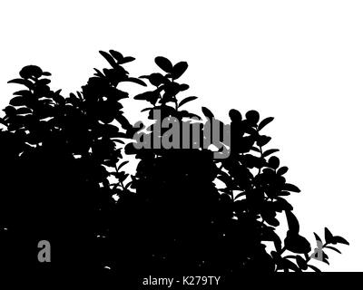 3D-Rendering für eine Silhouette Baum auf weißem Hintergrund Stockfoto