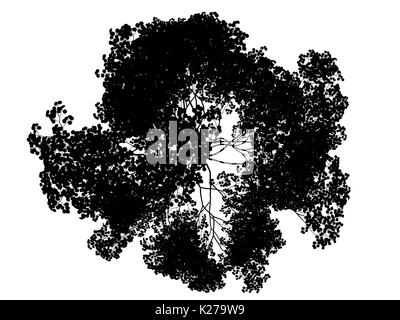 3D-Rendering für eine Silhouette Baum auf weißem Hintergrund Stockfoto