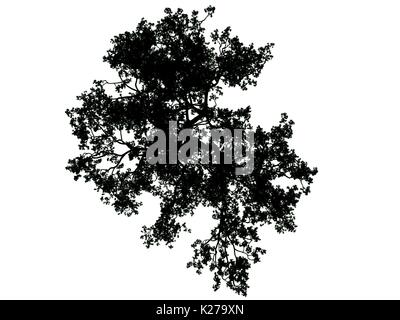 3D-Rendering für eine Silhouette Baum auf weißem Hintergrund Stockfoto