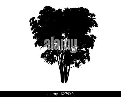 3D-Rendering für eine Silhouette Baum auf weißem Hintergrund Stockfoto