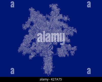3D-Rendering von einem Umrandeten Baum blueprint auf blauem Hintergrund isoliert Stockfoto