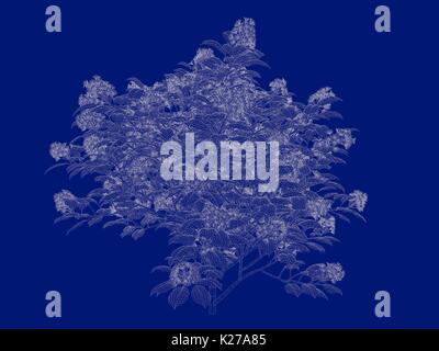 3D-Rendering von einem Umrandeten bush Blueprint auf blauem Hintergrund isoliert Stockfoto