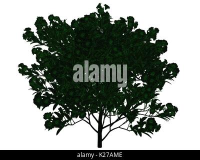 3D-Rendering von einem Umrandeten schwarzer Baum mit grünen Rand auf weißem Hintergrund Stockfoto