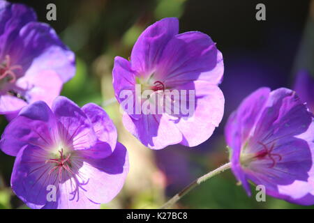 Ein blauer Kranichschein in einem Garten Stockfoto