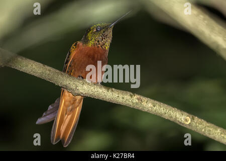 Kastanien-breasted Coronet (Boissonneaua matthewsii) Machu Picchu Peru Stockfoto