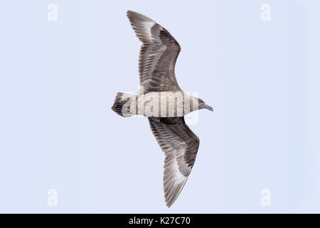 Falkland Skua Catharacta skua Antarktis West Point Island Falkland Malvinas Stockfoto