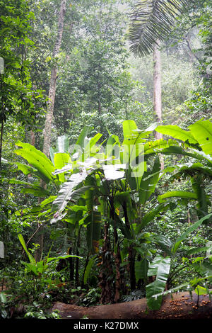 Wild banana Plantation im Dschungel Stockfoto