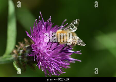 Nahaufnahme von einer Hummel auf lila Distel Stockfoto