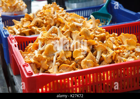 Cantharellus Cibarius, allgemein bekannt als die Pfifferlinge Stockfoto