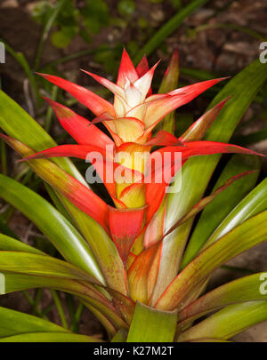 Lebendige Feuer rot Hüllblätter mit weißer Mitte, die durch grüne Blätter von guzmania Arten umgeben, eine Bromelie Stockfoto