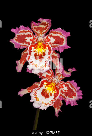 Rosa und weiße Blüte der Orchidee - Wilsonara Joe Vanilla' First Out'. Stockfoto