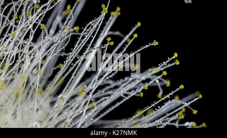 Schöne, weiße und gelbe Calliandra/Akazie Nemu Blume, schwarzer Hintergrund, Makro Nahaufnahme, mit vielen Regen Wassertropfen auf die Blütenblätter, schwarz backgr Stockfoto