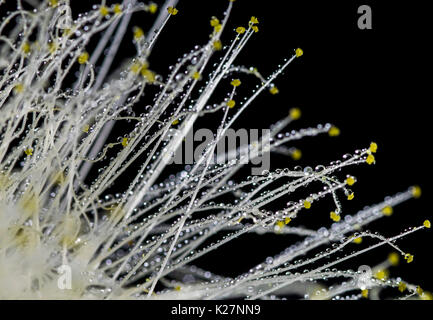 Schöne, weiße und gelbe Calliandra/Akazie Nemu Blume, schwarzer Hintergrund, Makro Nahaufnahme, mit vielen Regen Wassertropfen auf die Blütenblätter, schwarz backgr Stockfoto