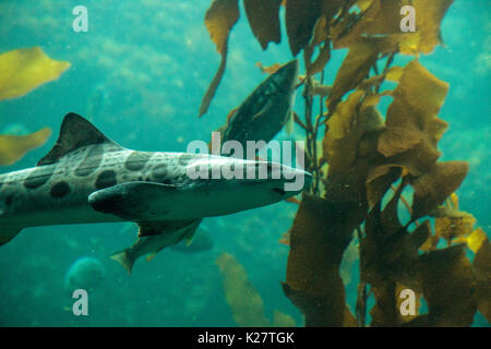 Leopard shark Triakis semifasciata ist eine Pflanzenart aus der Gattung der Teppich Hai und ist im gesamten tropischen Indopazifik gefunden. Stockfoto