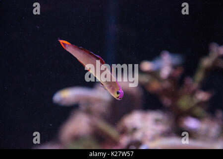 Lila Kappe firefish, nemateleotris Decora, Dart durch das Salzwasser auf einem tropischen Riff im Meer. Diese bunte Fische sind Violett und Weiß mit Stockfoto